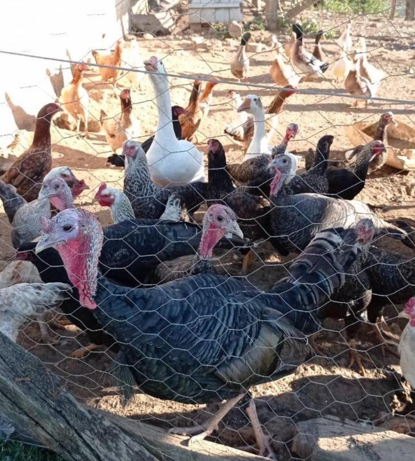 Sitio No Interior De Sp Para Curtir A Natureza Águas da Prata Esterno foto
